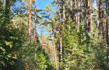 Ferienhaus Im Wäldchen in See Nähe - Photo 45