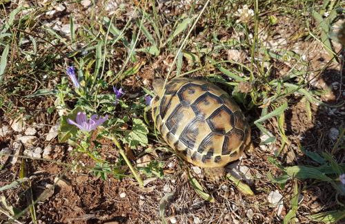 Sreser Domus Nostrae - Peljesac 1 - Foto 33