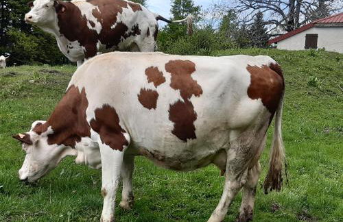 CHALET LES EPILOBES - Foto 22