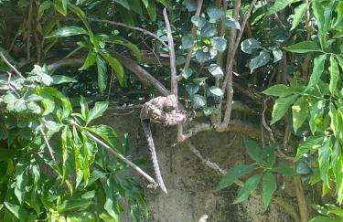 Casa maravilhosa Olinda - Foto 6