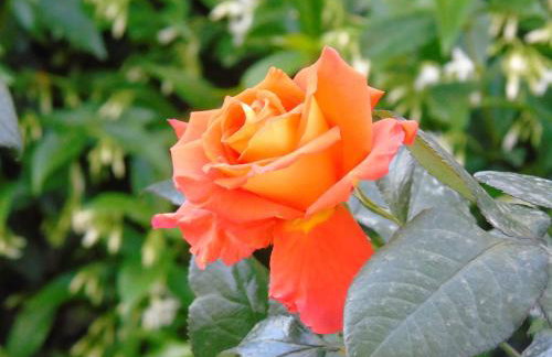 Apartment Karla - Foto 31