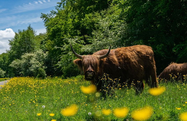 Colorful Chalet Near Amsterdam - Foto 13