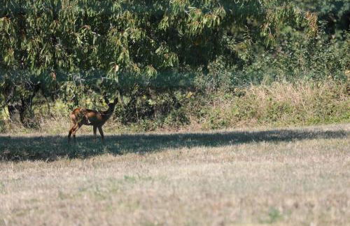 GITE MONTGOLFIÈRE 6 PERSONNES - Foto 32