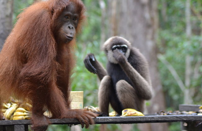 Houseboat Bee Kelotok - Foto 50