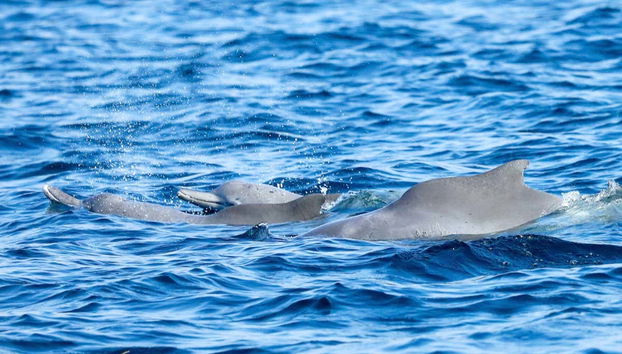 Delfines en los fiordos de Musandam
