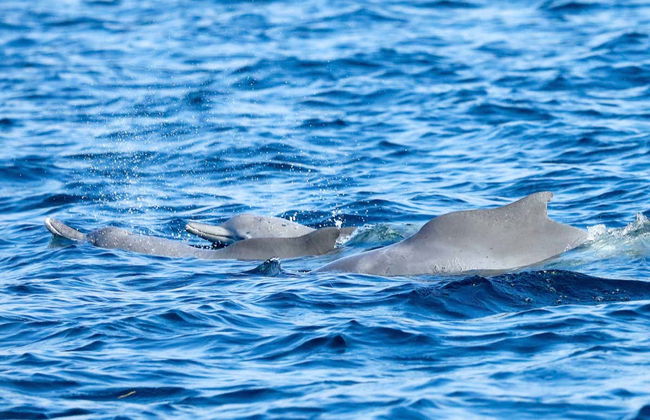 Cruzeiro de Dhow pelos fiordes de Musandam - Foto 4
