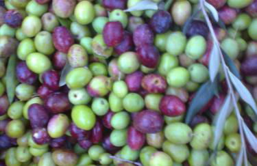 AGRITURISMO Casa Riz - Foto 42