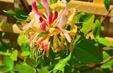 Honeysuckle Cabin - Photo 18