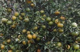 Vivenda da Natureza - Foto 64