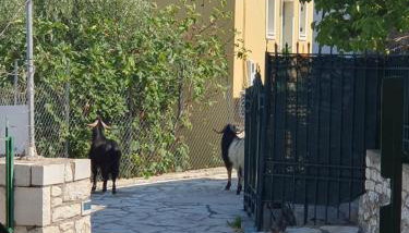 Les terrasseSSS de KASTOS - Foto 4