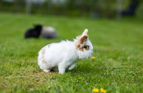 Ferienhaus Weitblick - Photo 2