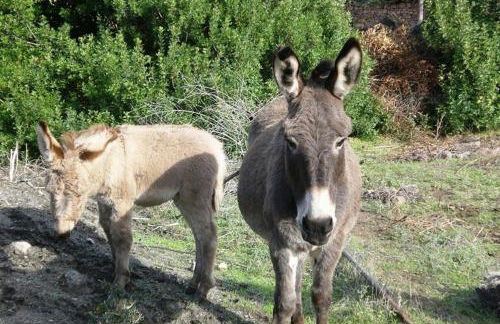 Agriturismo nuraghe Putzu Canu - Foto 17