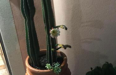 THE SECRET GARDEN - Foto 55