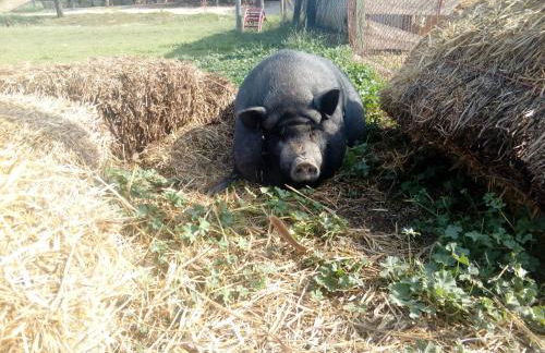 Els Masos d'en Coll - Foto 22