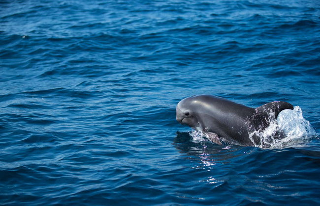 Whale Watching Boat Tour - Foto 2