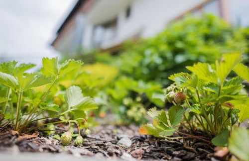 PLAN DE CORONES apartments - Foto 15