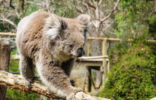 Entrada a los Parques Naturales de la Isla Phillip - Foto 1