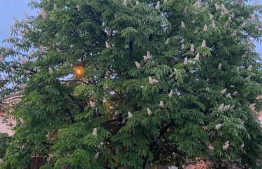 Vacances face au Luberon - Foto 30