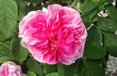 Ferienwohnung am Benther Berg - Foto 31