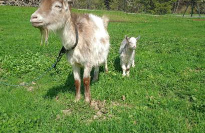 Agroturystyka u Chlebków - Photo 8