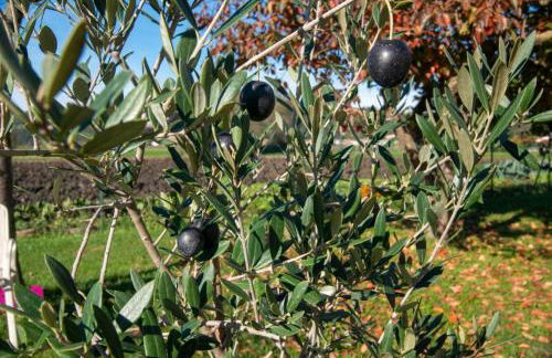 Ca' dei Berici - Relax tra Colli e città d'arte - Foto 18