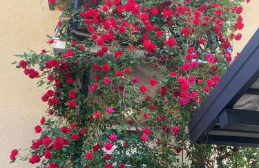 OG Apartman - Foto 31