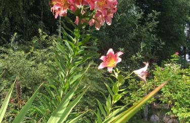 Dom w Sąpach - Foto 61