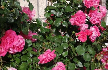 Apartman Anka - Photo 57