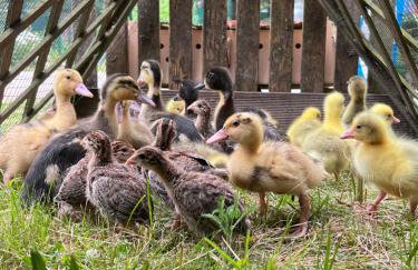 Ackermannia - Foto 14