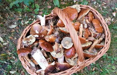 Rykowisko - domki całoroczne nad jeziorem i rzeką - Foto 44