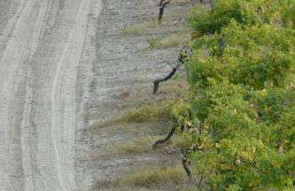 Tenuta Tenaglia - Foto 21