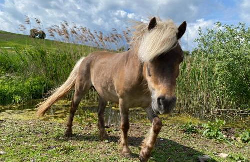 Ferienhof Morich - Urlaub auf dem Bauernhof im Harz - Foto 26