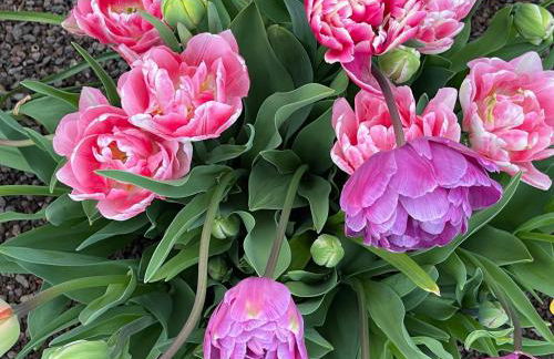 Ferienwohnung am Pferdemarkt - Foto 19