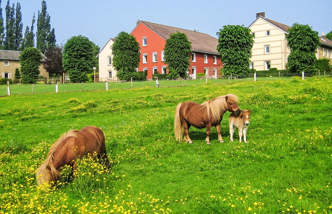 Bungalowpark Landsrade - Foto 13