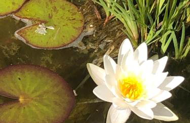 Bird Mountain Lodge am Vulkanradweg - keine Monteure - Foto 14