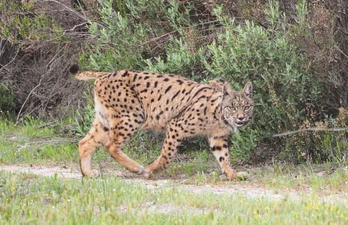 La Casa de Oti playa Mazagón vistas al mar - Foto 32