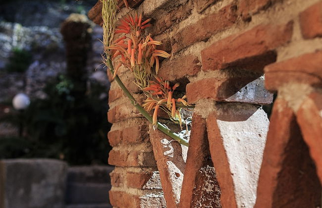 Villa degli Ulivi - Photo 53