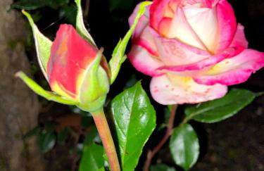 Visitar-Bioucas-II-AL-Q-Casa-Tradicional-Familiar-RNAL-30294-AL - Foto 100