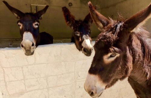 Ciuci's Manor - Foto 21