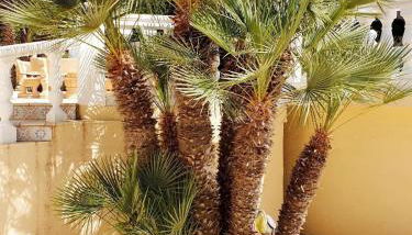 "Traumhaftes Ferienhaus mit Pool und Meerblick - Cumbre del Sol erleben!" - Foto 3