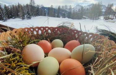 Chi Plans - Photo 34