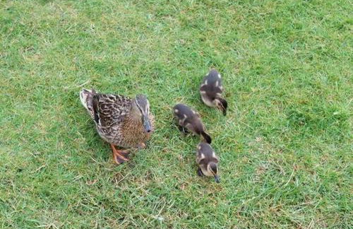 Lakeland Lodge- 3Bed-2 Bath- Private Patio - Foto 26