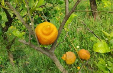 Casa do Alto (top floor apartment) - Foto 75