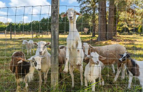 Meadow Farm in Holly Springs, NC - Foto 30