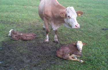 Öderbauer-Hof - Foto 18