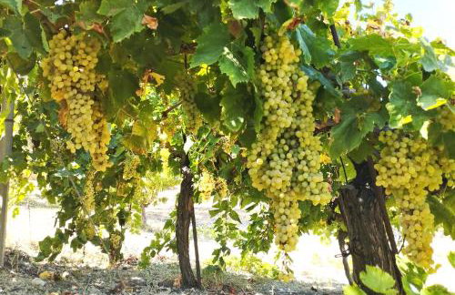 Villa Vitsilias under the cretan sky - Photo 41