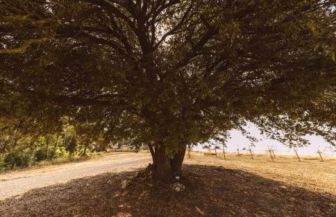 Borgo Le Colline Luxury Agriturismo in Tuscany - Foto 8