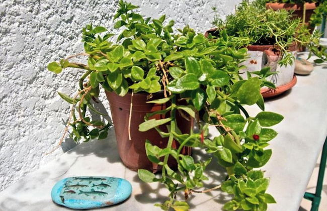 Studio With sea View, Creta, Ierapetra - Photo 29