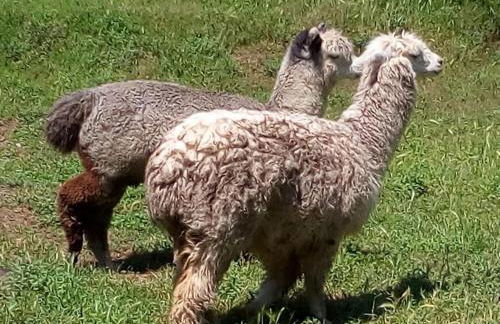 Agriturismo Villa Paradiso Esotico - Photo 39