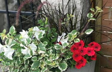 Willa Aleksandra - Apartamenty - Foto 12